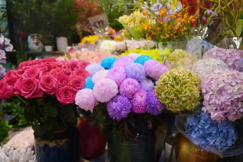 閔行兩大花卉市場 高端平價隨心選，果香花韻共徜徉