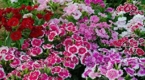 陽臺精品之美國石竹 花香襲人，花態(tài)優(yōu)美的養(yǎng)花入門選擇