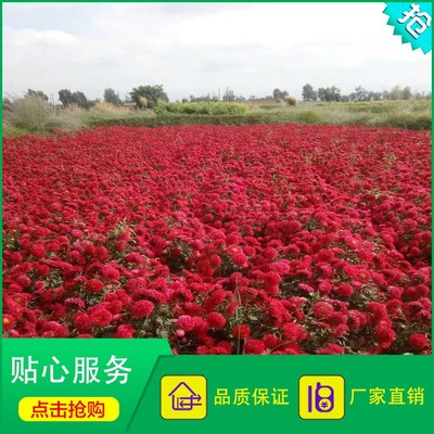 廠家直銷(xiāo)的翠菊種子 重瓣紅色翠菊與江西臘七月的綠化價(jià)值與新視角