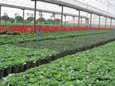 無(wú)土栽培育苗專(zhuān)用基質(zhì) 讓水果種植更高效、更健康